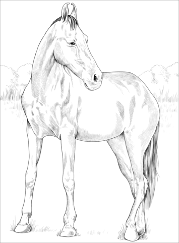 Marwari Mare Coloring Page